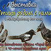 Афиша музеев Белгорода: выставка «Птицы рядом с нами»