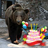 Не пропусти в Белгороде: День рождения медведицы Маши в Зоопарке