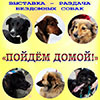 Выставка-раздача бездомных животных «Пойдём домой» в Белгороде