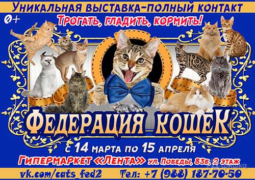 Контактная зоовыставка «Федерация кошек» в Белгороде 14 марта по 15 апреля 2018 года