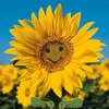 Детская афиша Белгорода: праздник цветов «Цветы – улыбка природы»
