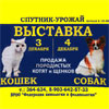 Зоовыставки в Белгороде: выставка собак
