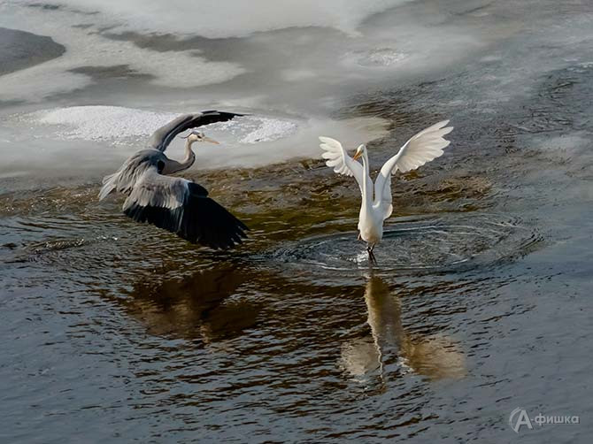 Фадеева Марина (г. Майкоп, республика Адыгея), фоторабота &laquo;Грации&raquo;.