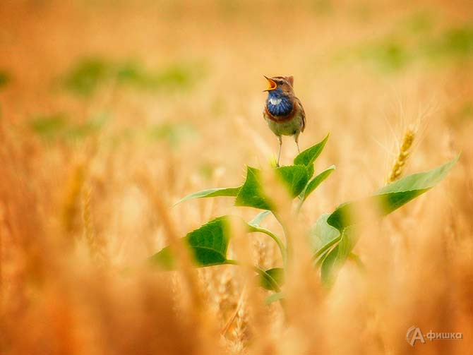 Войнов Дмитрий (г. Майкоп, республика Адыгея), фоторабота &laquo;Степной певец&raquo;.