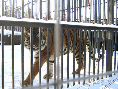 Постоялец белгородского зоопарка амурский тигр Цезарь - живой символ Нового 2010 года