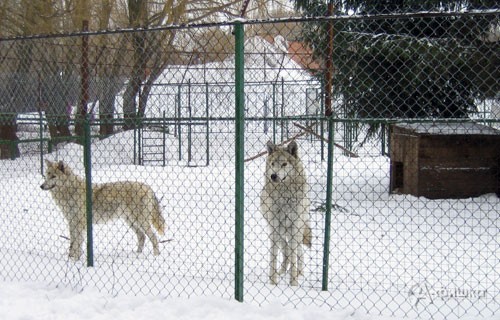 Животным белгородского зоопарка было интересно наблюдать за празником детворы