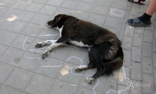 Инсталляция «изображая жертву» с собакой-дворняжкой в главной роли