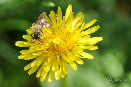 «Весны вдыхая ароматы» …пчела пыльцу собирает