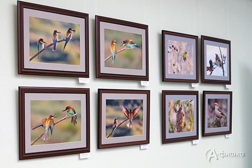 Центральная тема экспозиции фотовыставки А. Лебедева — птицы